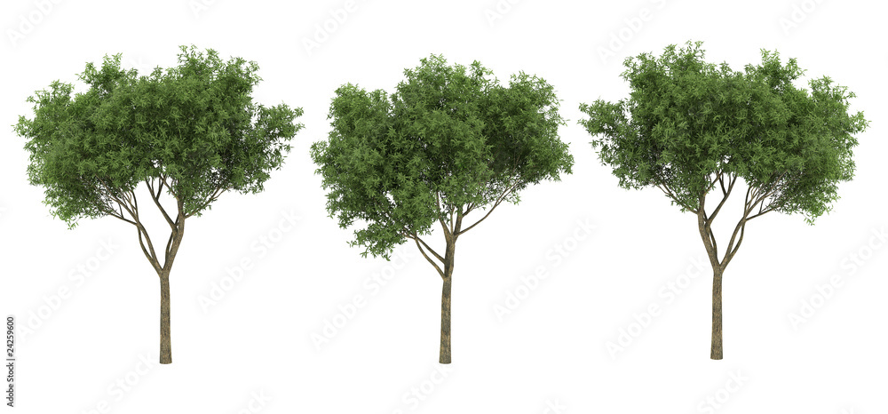 isolated 3d tree