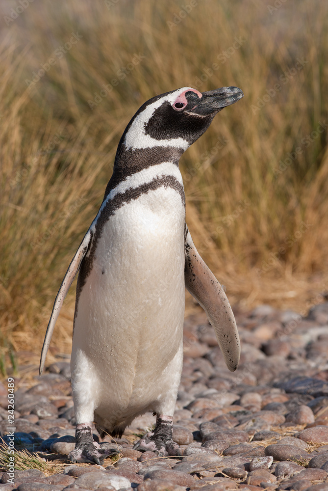 Obraz premium Magellan Penguin (Spheniscus magellanicus) in Patagonia