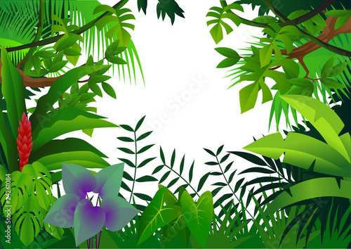 Beautiful forest