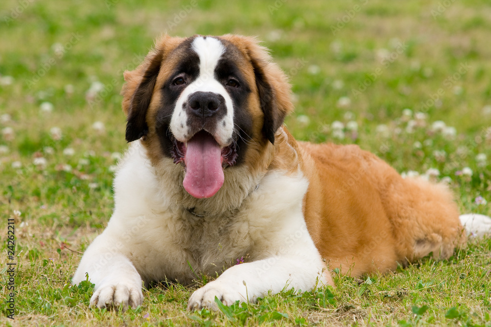 セント バーナード St Bernard Stock 写真 Adobe Stock