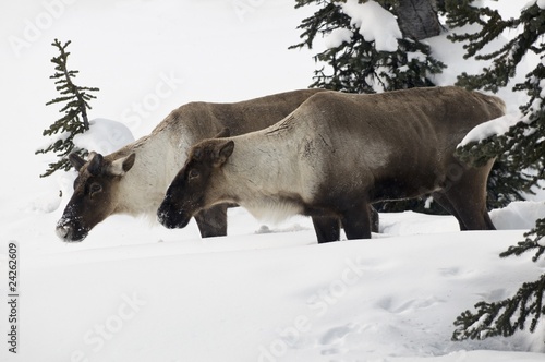 Mountain Caribou, Revelstoke, British Columbia, Canada photo