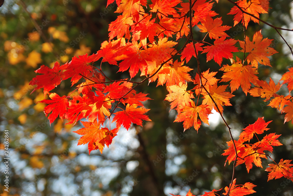 Maple leaves Maple leaves