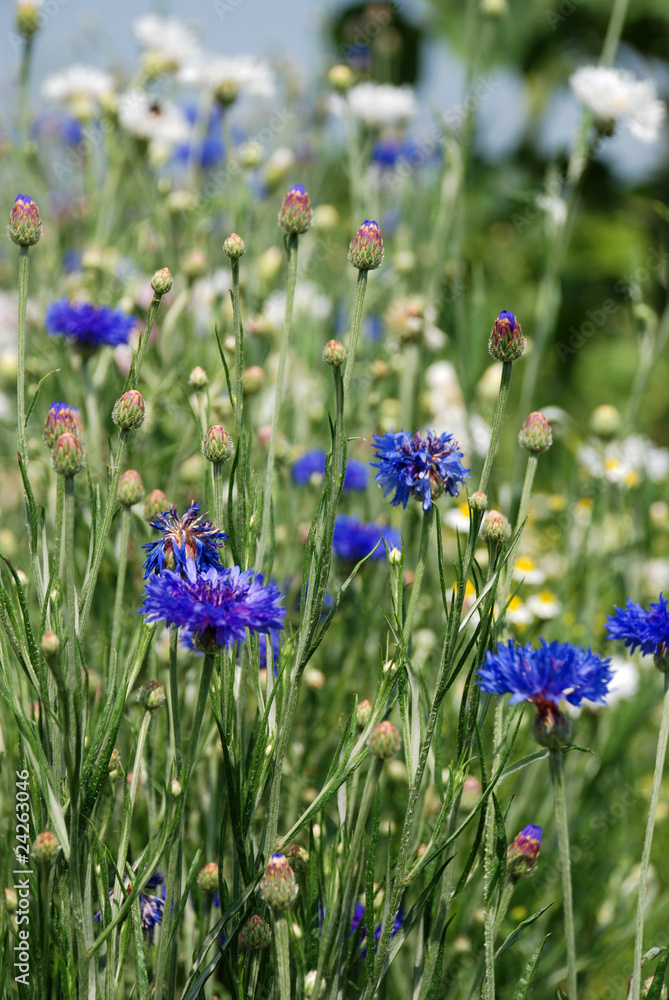 Blumenwiese Blumenwiese