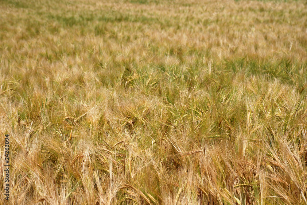 Fototapeta premium Gerstenfeld