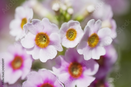 Soft Focus Of Flowers