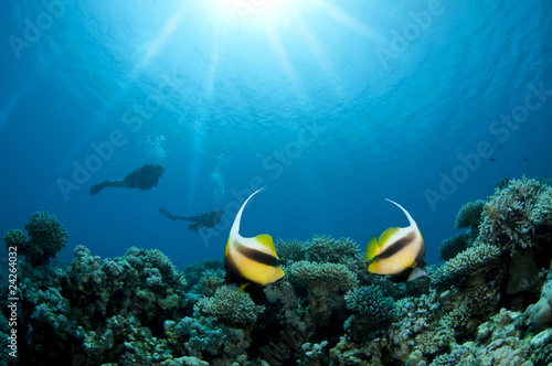 Scuba Diver silhouetted with bannerfish