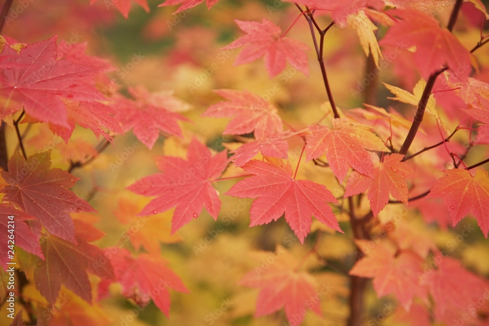 Autumn Leaves Autumn Leaves