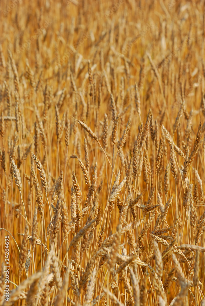 Fototapeta premium Cereal field