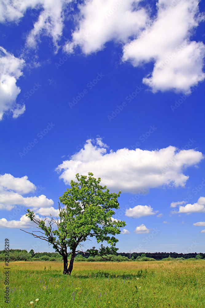 Obraz premium oak on field