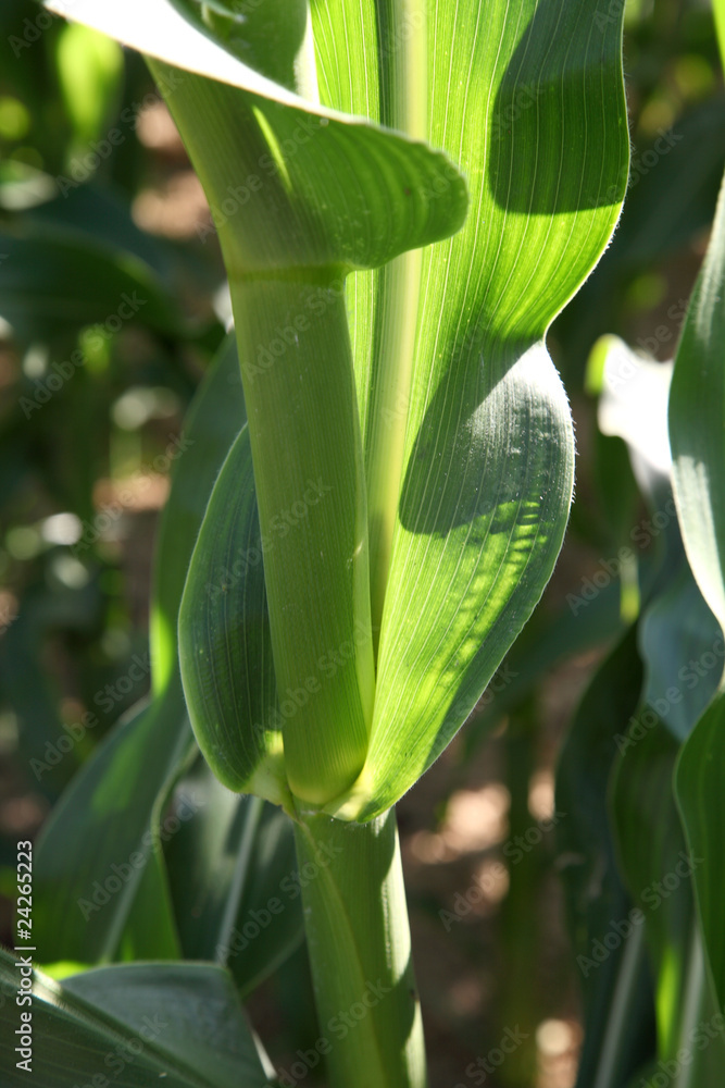 Obraz premium feuille de maïs