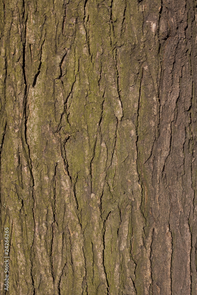 Tree cortex texture Tree cortex texture