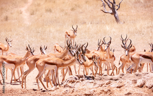 Fototapeta Naklejka Na Ścianę i Meble -  Large herd of Springbok (Antidorcas marsupialis)