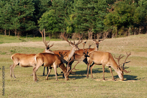 Fototapeta Naklejka Na Ścianę i Meble -  deer with big horn