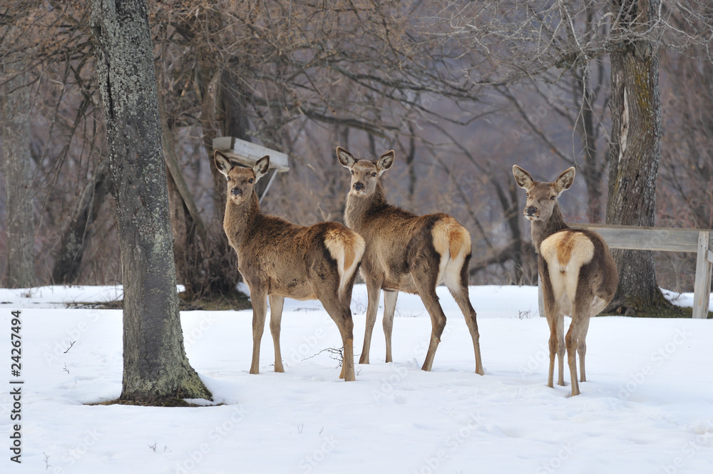 Obraz premium deer roe