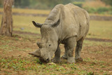 Portrait of a White Rhino