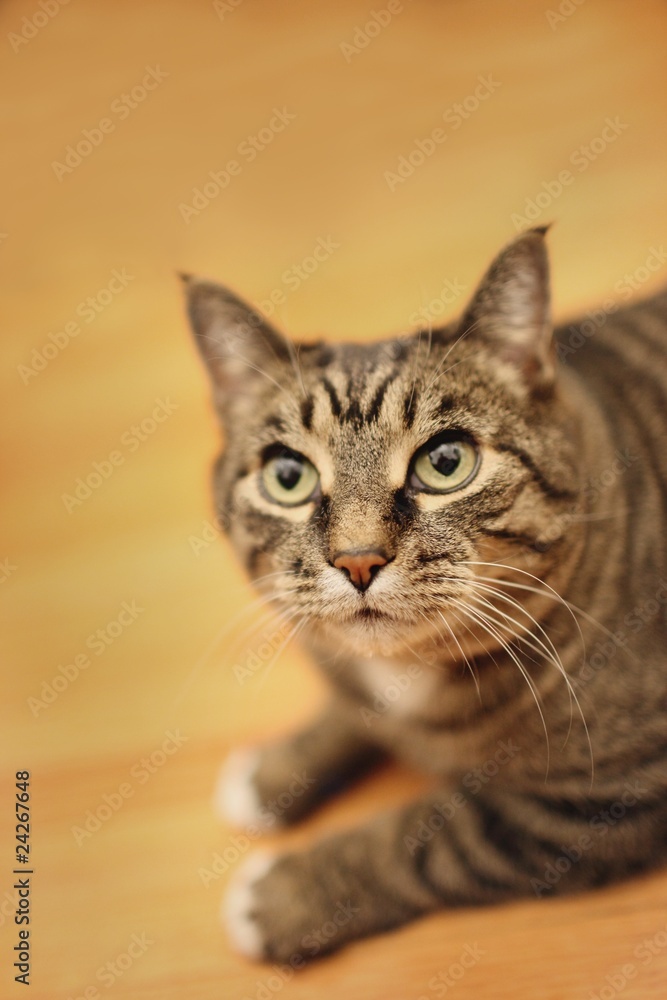 Portrait Of A Cat