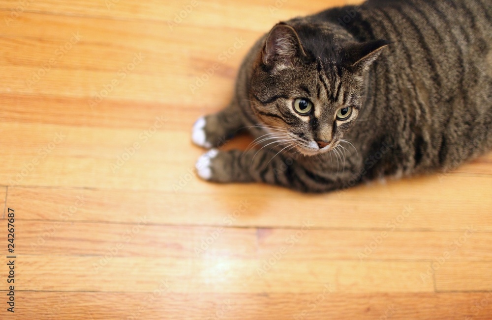 Portrait Of A Cat Portrait Of A Cat