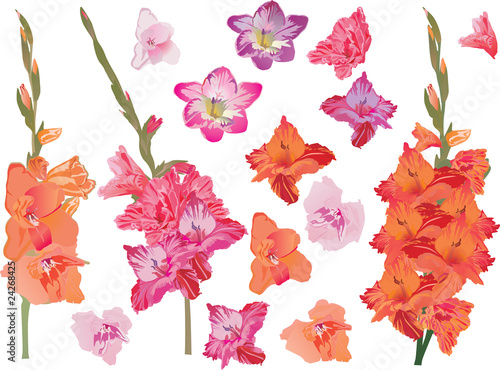 set of bright gladiolus flowers