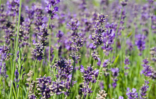natural shot of a beauty and colorful lavender © momanuma