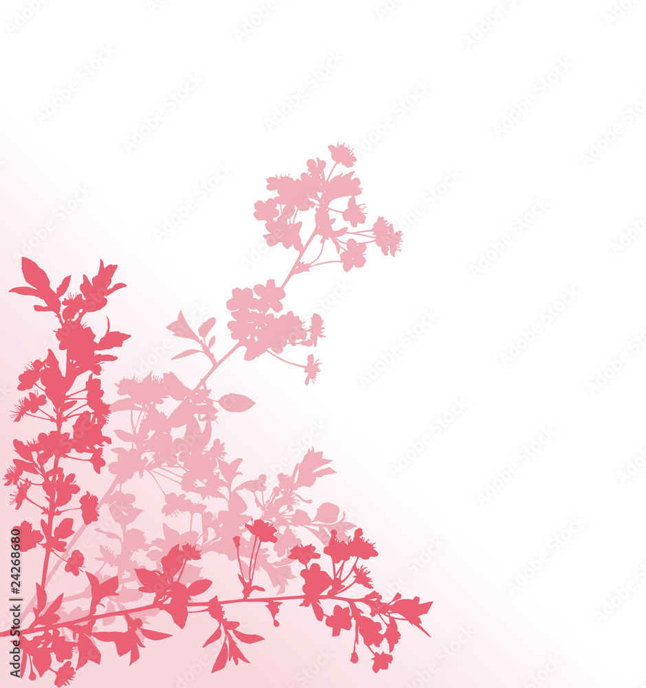 three pink sakura branches illustration three pink sakura branches illustration