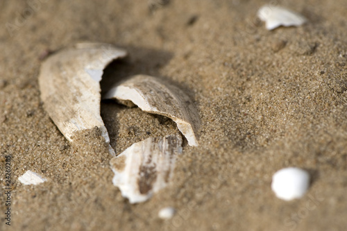 white seashells on the beach photo