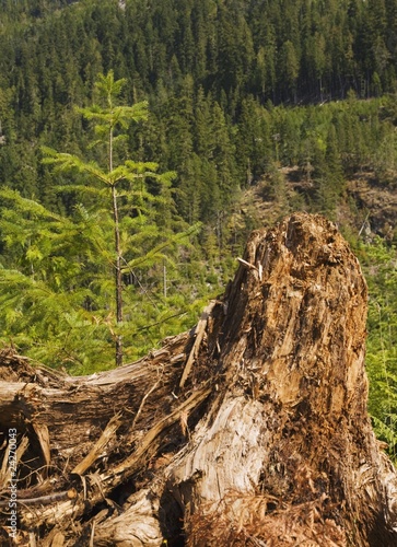 Elk Falls Provincial Park, British Columbia, Canada; Tree Stump