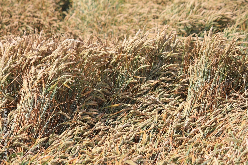 Sturmschäden im Getreidefeld Sturmschäden im Getreidefeld