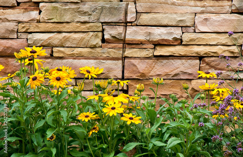 Brown-eyed Susans by Stone Wall