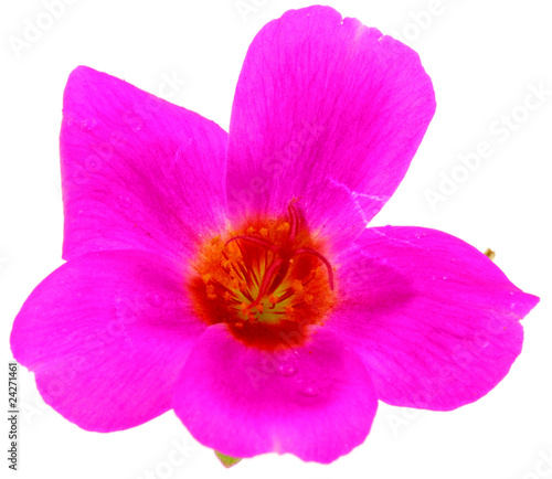 pourpier fleur rose, Portulaca oleracea