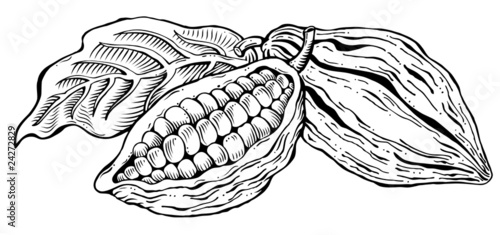 Cacao beans monochrome illustration
