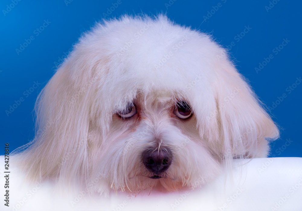 sad bichon sad bichon