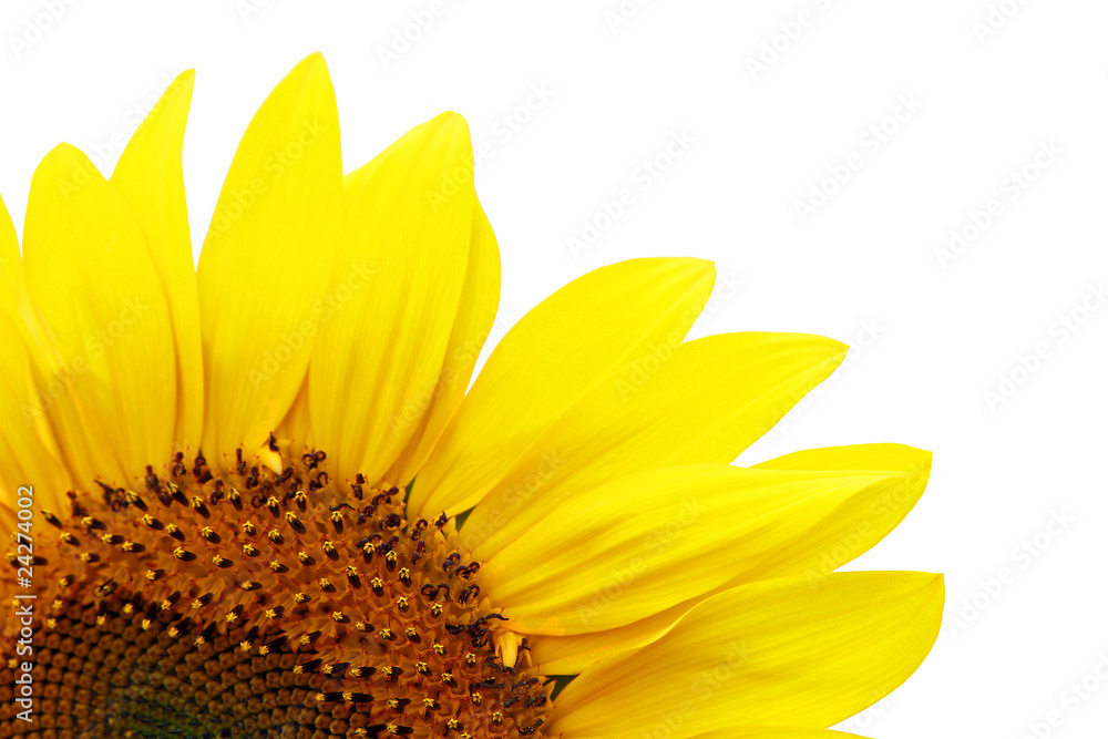 Naklejka premium Sonnenblume Nahaufnahme