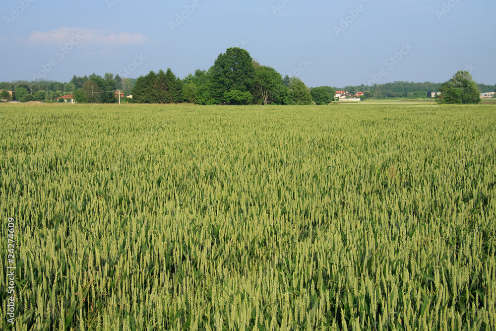 campo di frumento campo di frumento