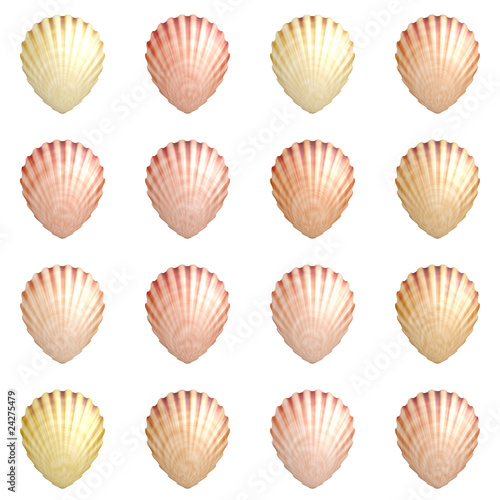 Seashell Background
