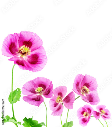 Fototapeta Naklejka Na Ścianę i Meble -  poppies isolated on white background