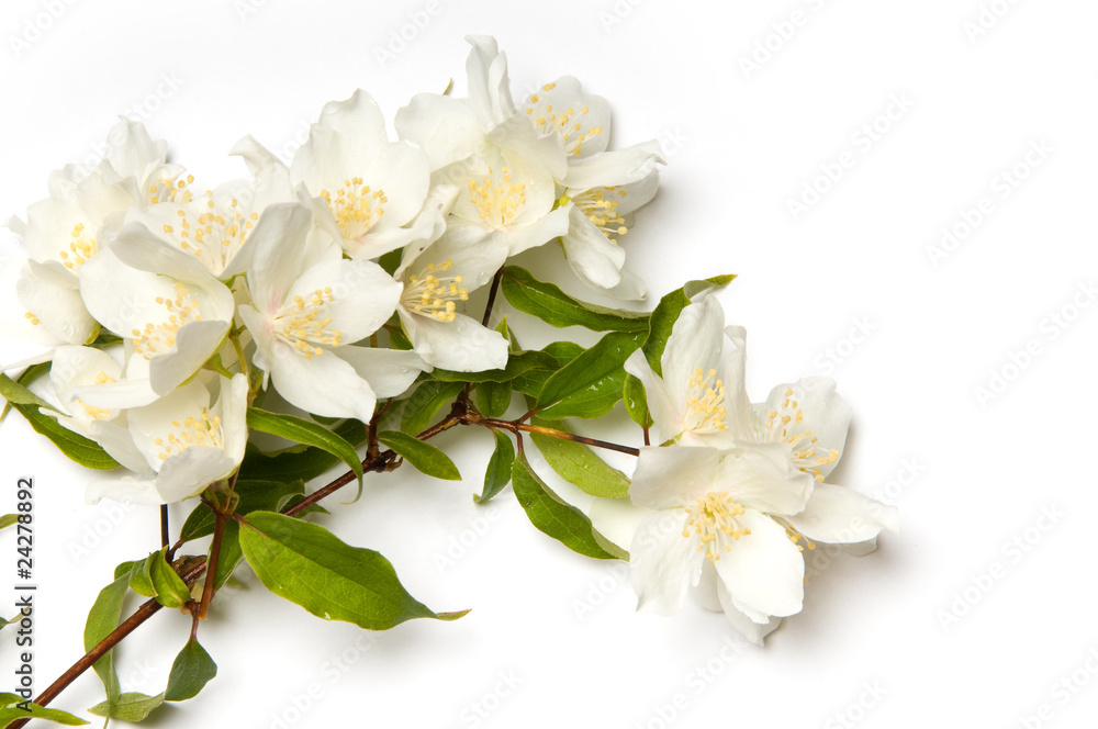 Fototapeta premium Jasmine
