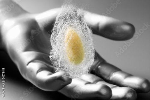 cocoon of silkworm on cyber futuristic silver hand photo