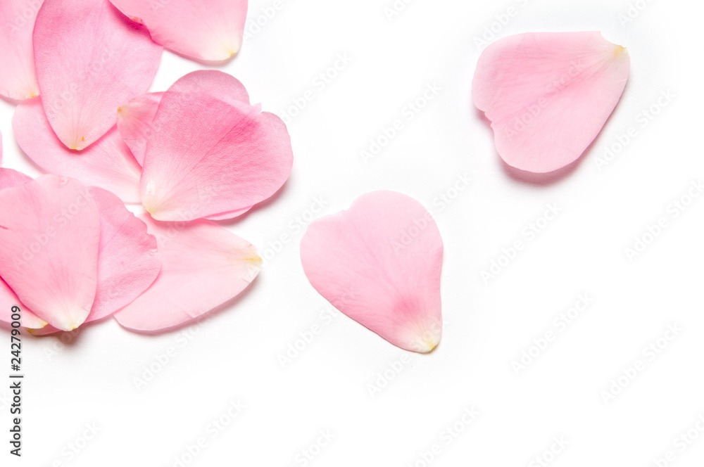 Obraz premium Różowe płatki róż