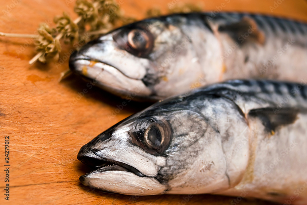 Saltwater fish mackerel