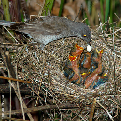 Barred Warbler, Sylvia nisoria, male photo