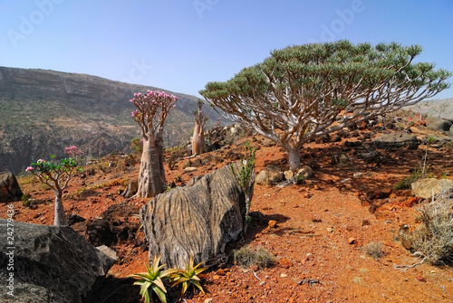 Endemic plants on the Socotra island photo