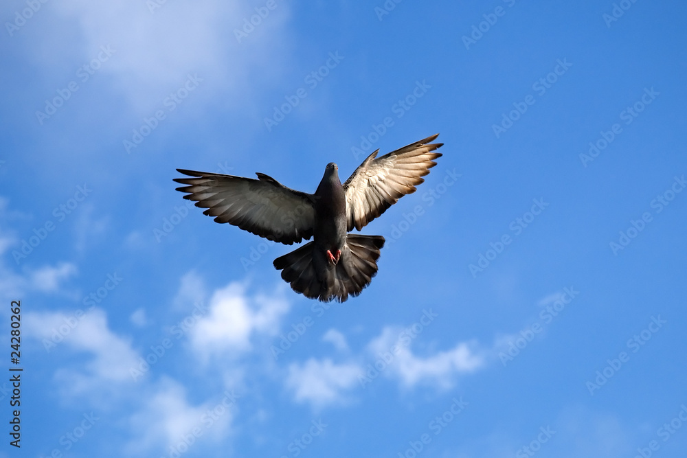 Obraz premium Pigeon