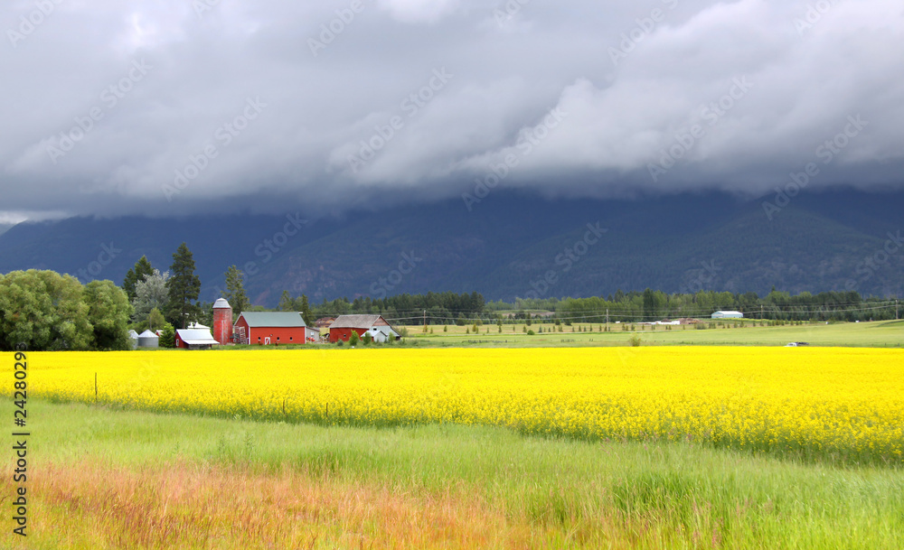 Rapeseed fields