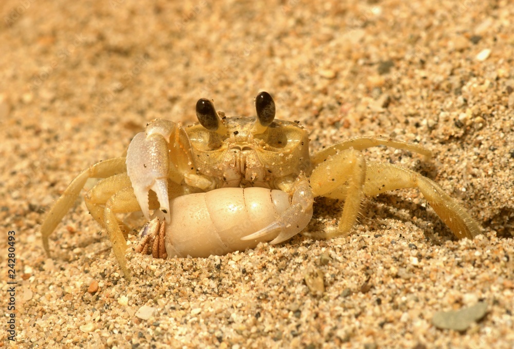 Yellow ghost crab with its victim: herrmit crab. Sand. Yellow ghost crab with its victim: herrmit crab. Sand.