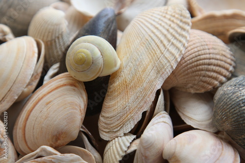 Muscheln - Mussels
