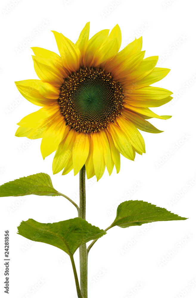 Obraz premium Żółty słonecznik na białym tle