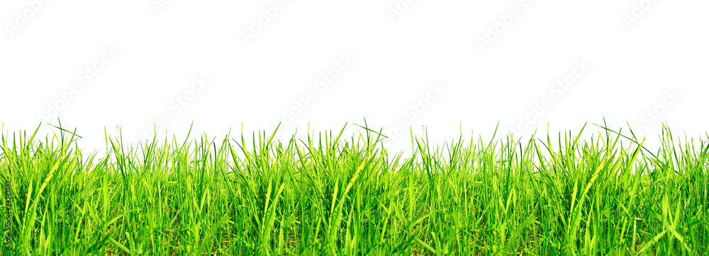 Fresh Green Grass Isolated on White Fresh Green Grass Isolated on White