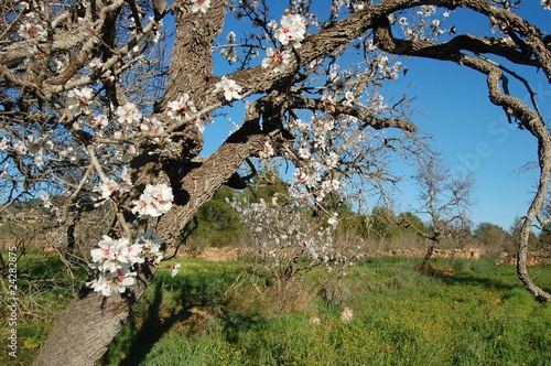Campo de almendros