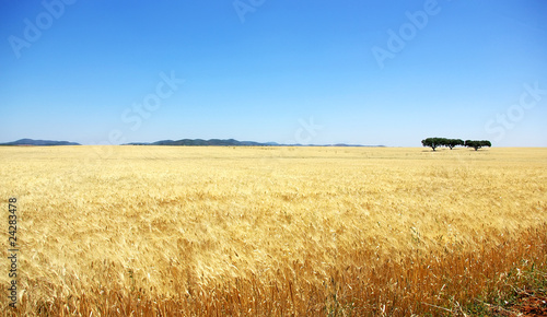 Wheat field in alentejo, Portugal.