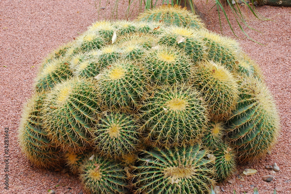 Conjunto de Echinocactus Grusonii Conjunto de Echinocactus Grusonii